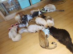 -猫腻·猫咖·撸猫馆(星光大道店)
