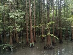 -桤木河湿地公园