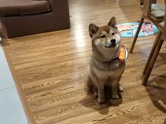 -柴务处·柴犬主题狗咖