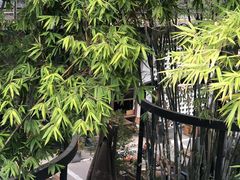 -扫雪煮茶(西村店)