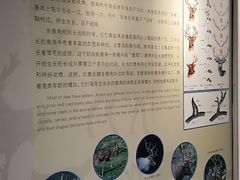 -北京麋鹿生态实验中心