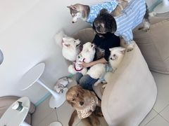 -怪兽屋·羊驼·猫咖·狗咖(俊华广场店)