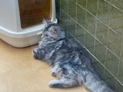 -帕帕拉兹宠物(亚洲旗舰店)