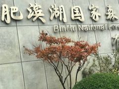 -合肥滨湖国家森林公园