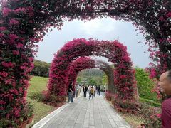 -东莞植物园