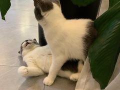 -松果猫咖(桐乡吾悦金街店)