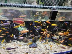 -太平洋海底世界