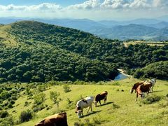 -大姆山草场