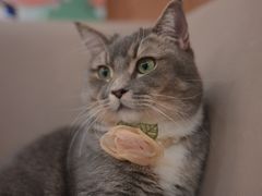 -MOCHA明星猫咖(田子坊店)