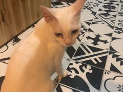 -猫色咖啡·猫咖