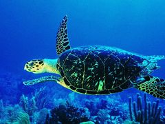 -东方巨龟苑景区