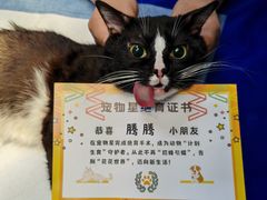 -宠物星动物医院·眼科·异宠·猫科(江南大道总院)