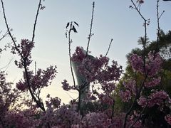-狐尾山公园