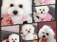 -北京观赏动物医院·24小时大型综合·猫专科·异宠专科