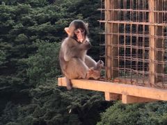 -岚山猴子公园