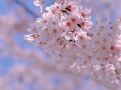 -新虹桥中心花园