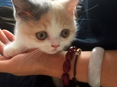 -喵的天空名猫咖啡馆·撸猫·猫舍·用品
