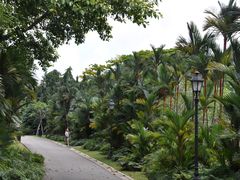 -新加坡植物园
