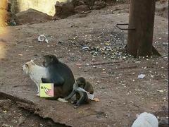 -昆明动物园