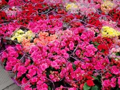-龙大花卉苗木市场