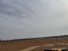 -盐城丹顶鹤湿地生态旅游区