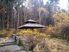 -五营红松林海景区