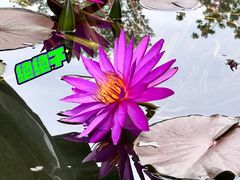 -国家植物园南园