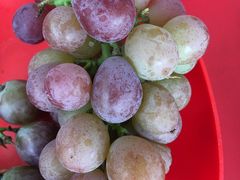 -马陆小张葡萄园农家乐