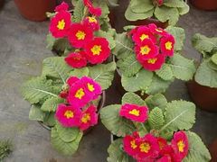 -三圣花乡旅游区