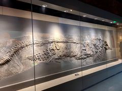 -安徽省地质博物馆