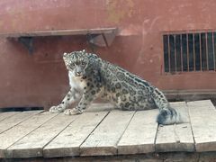 -青藏高原野生动物园