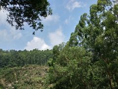 -火炉山森林公园