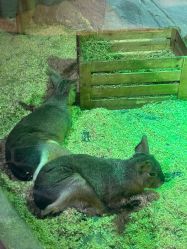 -Zoolung Zoolung动物主题公园(海信广场店)