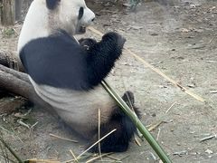 -成都动物园