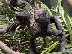-上海大自然野生昆虫馆(东方明珠·爬宠昆虫探索中心)