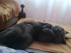 -宠爱国际动物医院· 猫科· 外科·中兽医(长白店)