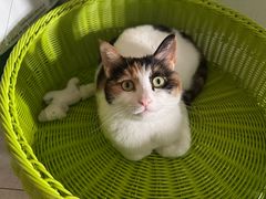 -美联众合动物医院·24h京西诊疗中心