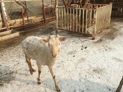 -北京鹿世界主题园