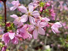 -天适樱花悠乐园