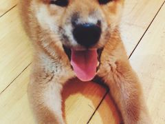 -喜柴咖啡·柴犬狗咖