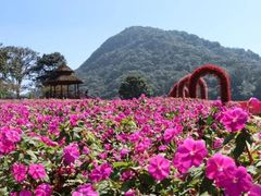 -广州市石门国家森林公园