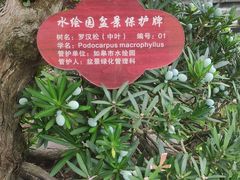 -水绘园