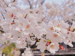 -奈良公园