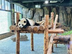 -上海野生动物园