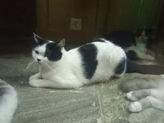 -猫咪博物馆(顶澳仔猫街店)