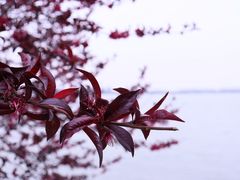 -北龙湖湿地公园