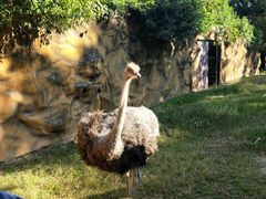 -清迈夜间动物园