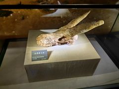 -安徽省地质博物馆