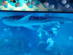 -烟台海昌鲸鲨海洋公园