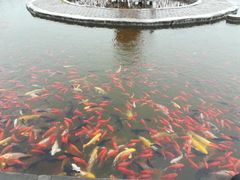 -白洋淀景区